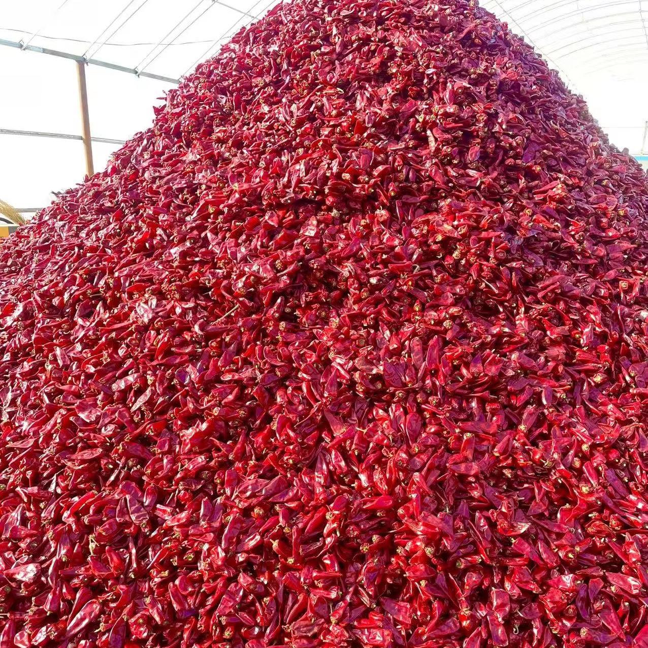 Quality dried chilli