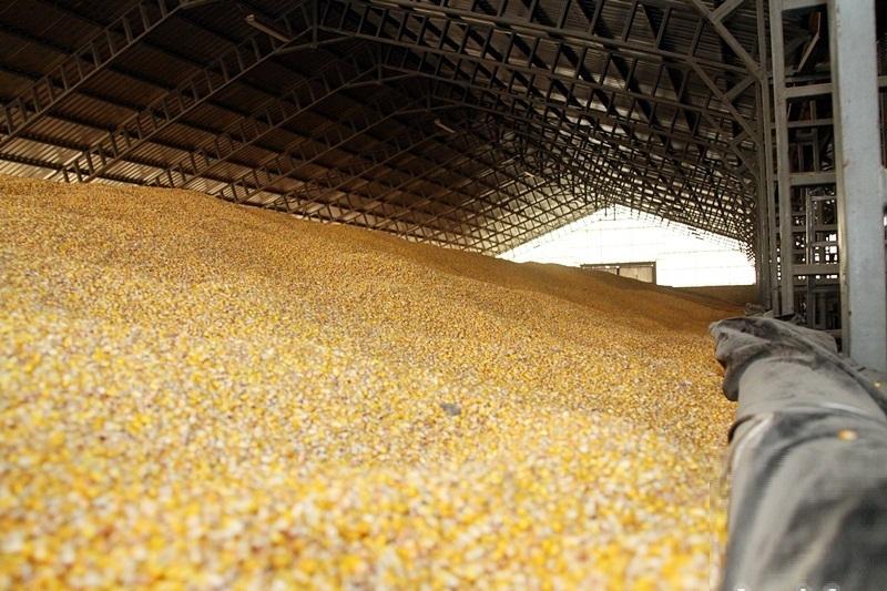 Pakistani corn